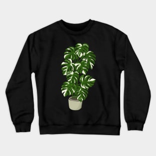 Monstera borsigiana variegated plant in a pot Crewneck Sweatshirt